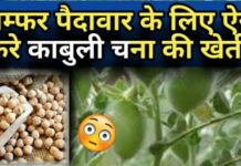 काबुली चना की खेती कैसे करें | Kabuli Chana Ki Kheti | Kabuli Chana