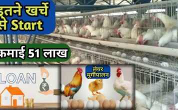 लेयर मुर्गी पालन की जानकारी, Murgi Farm | Layer Poultry Farming In Hindi