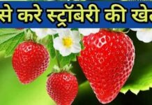 ऐसे करे स्ट्रॉबेरी की खेती | Strawberry Ki Kheti Kaise Kare