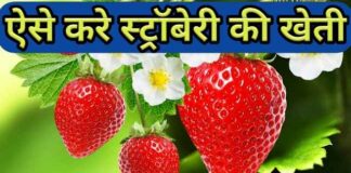 ऐसे करे स्ट्रॉबेरी की खेती | Strawberry Ki Kheti Kaise Kare