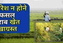 Dhan Ki Fasal खराब और खेत सूखाग्रस्त का शिकार