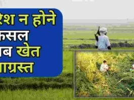 Dhan Ki Fasal खराब और खेत सूखाग्रस्त का शिकार