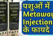 Butaphosphan And Cyanocobalamin Injection Hindi