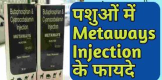Butaphosphan And Cyanocobalamin Injection Hindi