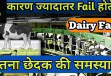 डेयरी फार्म मे असफल, Management, cow | Dairy Farm Business Plan Hindi