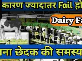 डेयरी फार्म मे असफल, Management, cow | Dairy Farm Business Plan Hindi