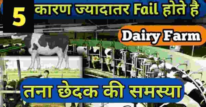 डेयरी फार्म मे असफल, Management, cow | Dairy Farm Business Plan Hindi