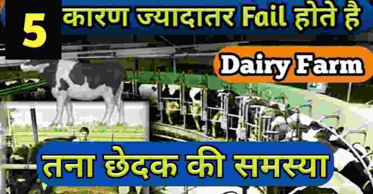 milk dairy farm business plan in hindi