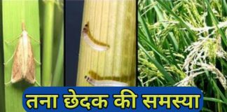स्टेम बोरर Rice, Maize, Dawai | Stem Borer In Hindi Insecticide