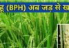 Mahu Ki Dawa Dhan Aphids Control