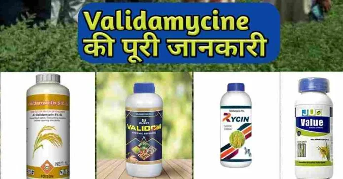 Validamycin Uses In Hindi, Price, Technical, Antibiotic, Mode Of Action